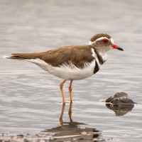 Three-banded Plover